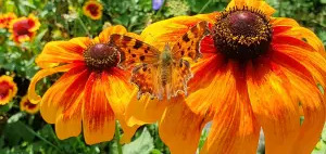 Annelies 12 Schutkleuren 2